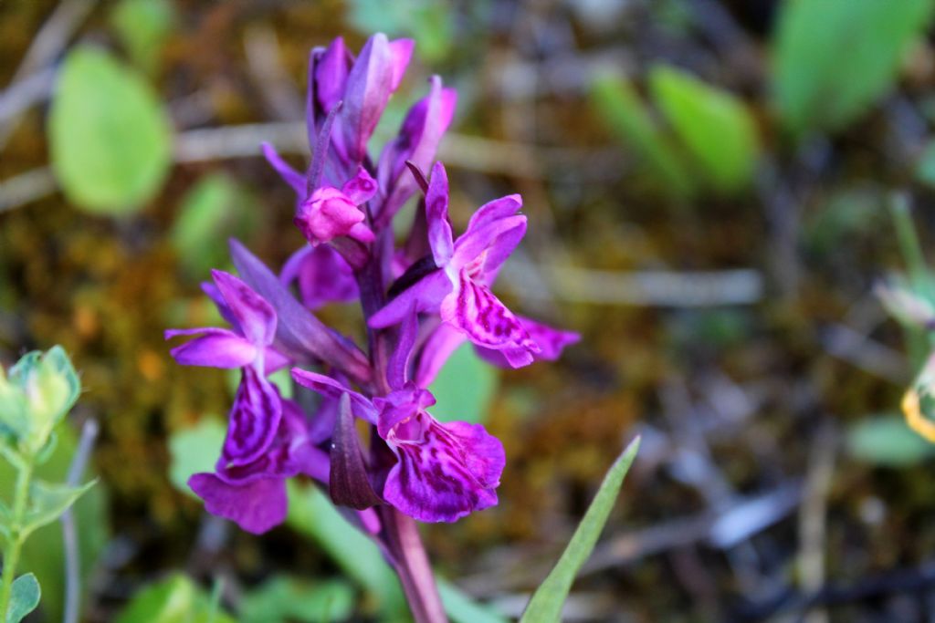 Dactylorhiza.....3